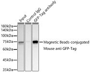 Immunoprecipitation - Magnetic Beads-conjugated Mouse anti GFP-Tag mAb (AE168)